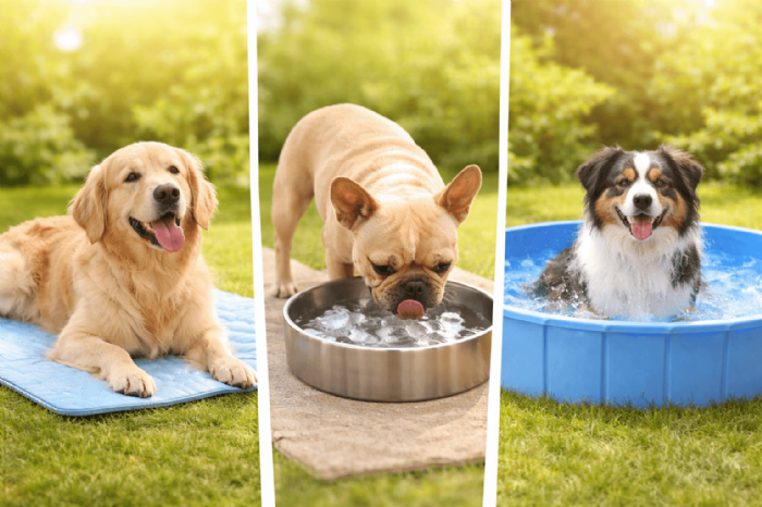 夏天怎麼防止毛孩中暑？必學降溫照護重點一次搞懂